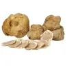 Micelio de Tartufo Bianco (Tuber magnatum)