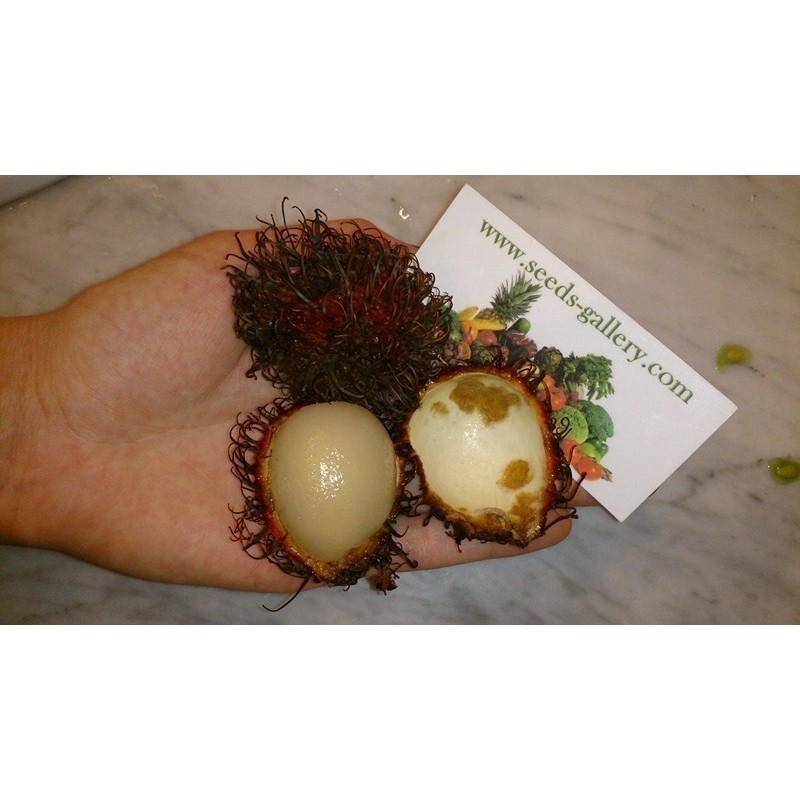 Price: €4.95 - Sementes de Rambutão (Nephelium lappaceum) - 