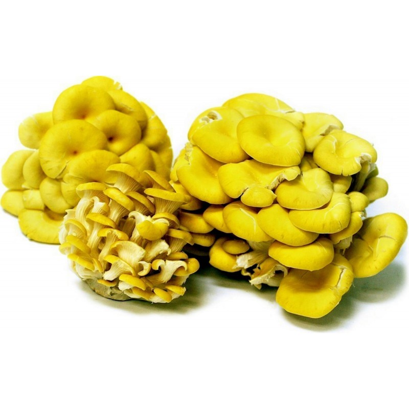 Golden Oyster Mushroom Mycelium - Seeds (Pleurotus citrinopileatus) | 4,50 €