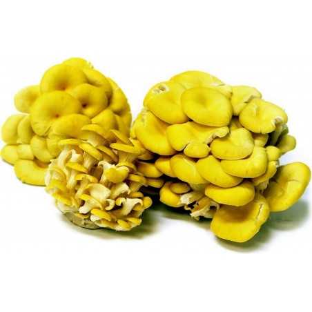 Golden Oyster Mushroom Mycelium - Seeds (Pleurotus citrinopileatus) | 4,50 €