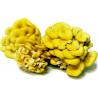 Golden Oyster Mushroom Mycelium - Seeds (Pleurotus citrinopileatus) | 4,50 €
