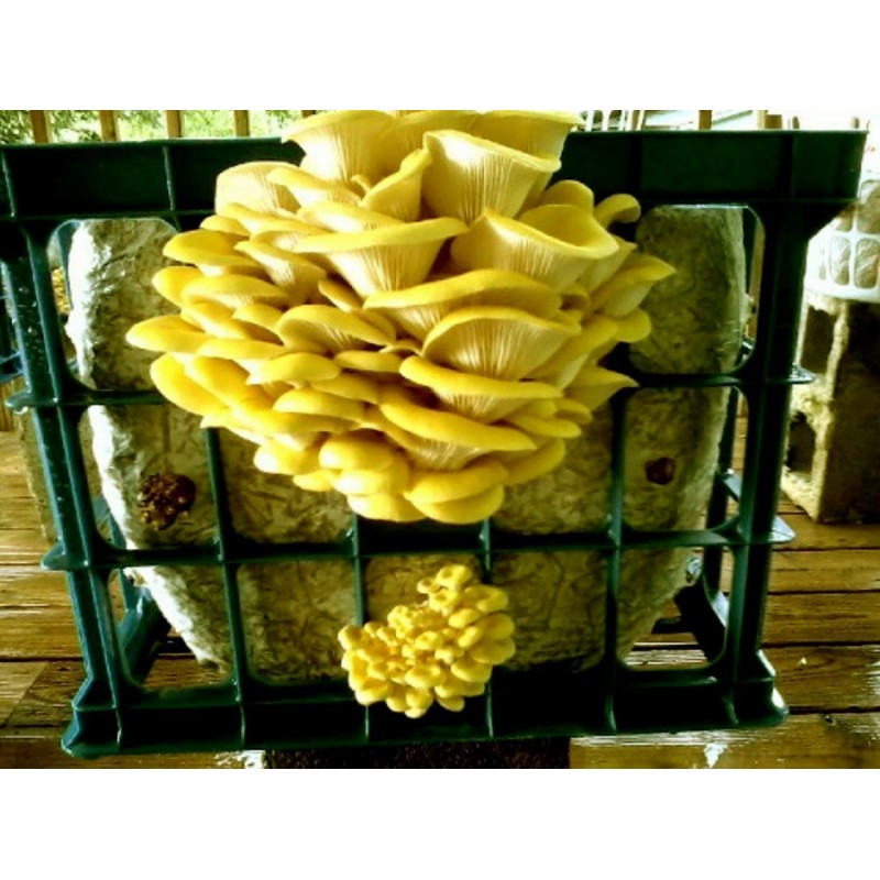 Golden Oyster Mushroom Mycelium - Seeds (Pleurotus citrinopileatus) | 4,50 €