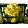 Golden Oyster Mushroom Mycelium - Seeds (Pleurotus citrinopileatus) | 4,50 €