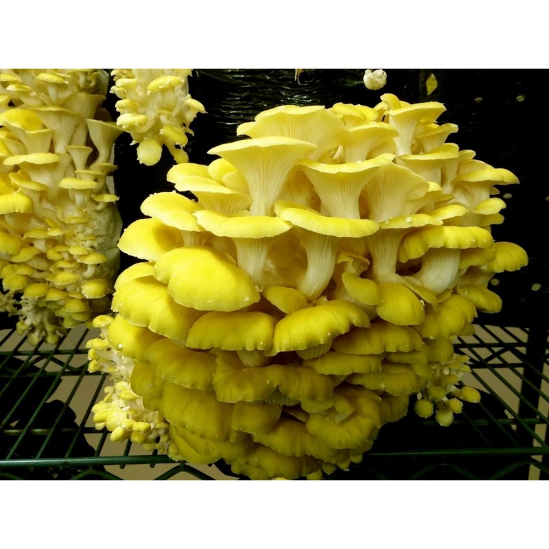 Golden Oyster Mushroom Mycelium - Seeds (Pleurotus citrinopileatus) | 4,50 €