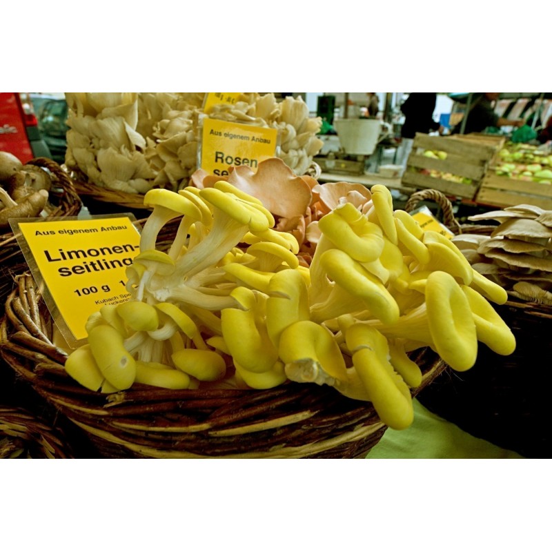 Golden Oyster Mushroom Mycelium - Seeds (Pleurotus citrinopileatus) | 4,50 €