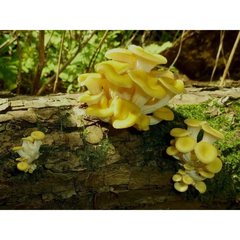 Micélio de Cogumelo-Ostra-Dourado (Sementes) (Pleurotus citrinopileatus)