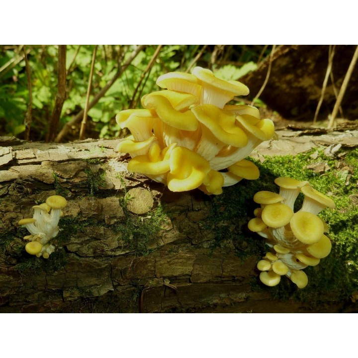 Golden Oyster Mushroom Mycelium - Seeds (Pleurotus citrinopileatus) - 4.05
