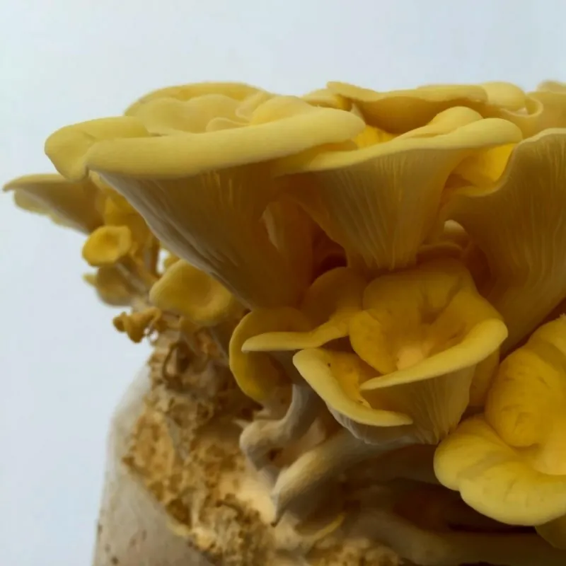 Micélio de Cogumelo-Ostra-Dourado (Sementes) (Pleurotus citrinopileatus)