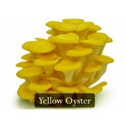 Price: €4.5 - Semi - Micelio dei Funghi Oyster golden (Pleurotus Citrinopileatus) - 