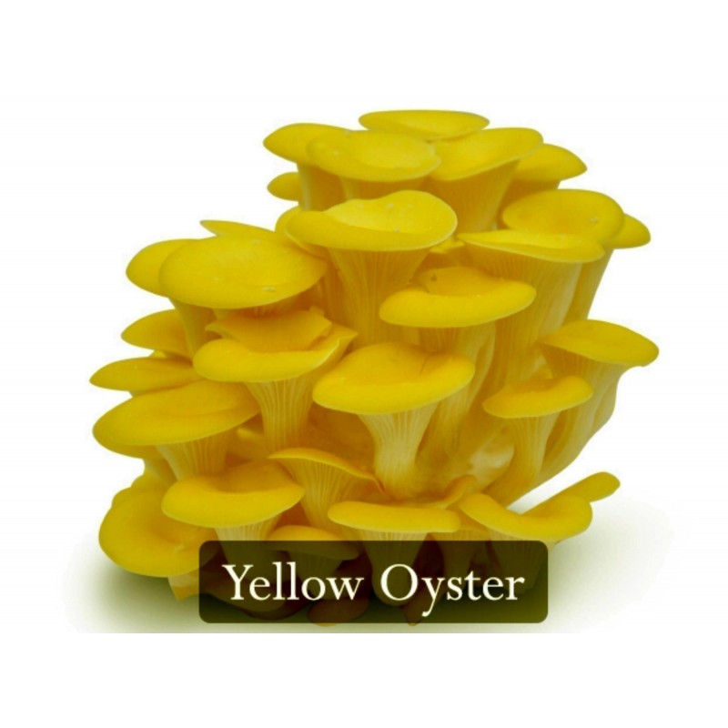 Golden Oyster Mushroom Mycelium - Seeds (Pleurotus citrinopileatus) | 4,50 €