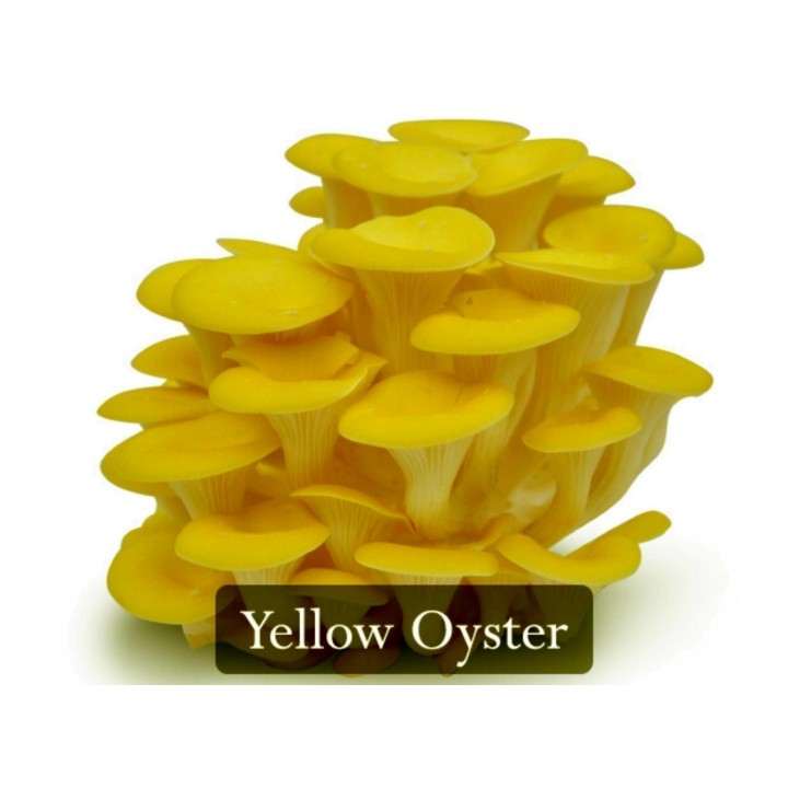Golden Oyster Mushroom Mycelium - Seeds (Pleurotus citrinopileatus) - 4.05