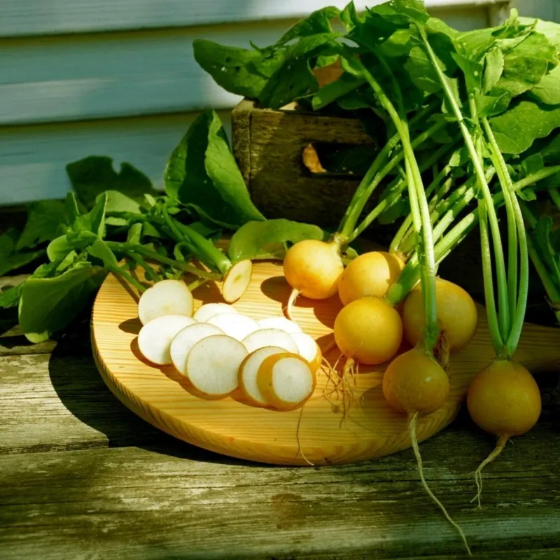 ZLATA Yellow Radish Seeds (Raphanus sativus)