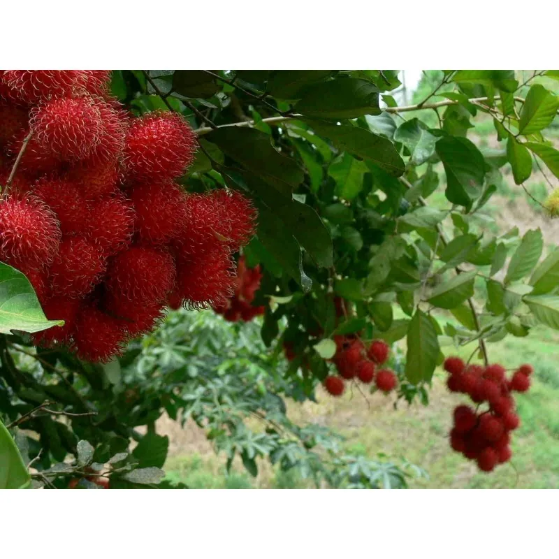 Semi di Rambutan (Nephelium Lappaceum)