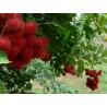 Price: €4.95 - Graines de Ramboutan Fruits Exotiques - 