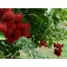 Rambutan Samen (Nephelium lappaceum)
