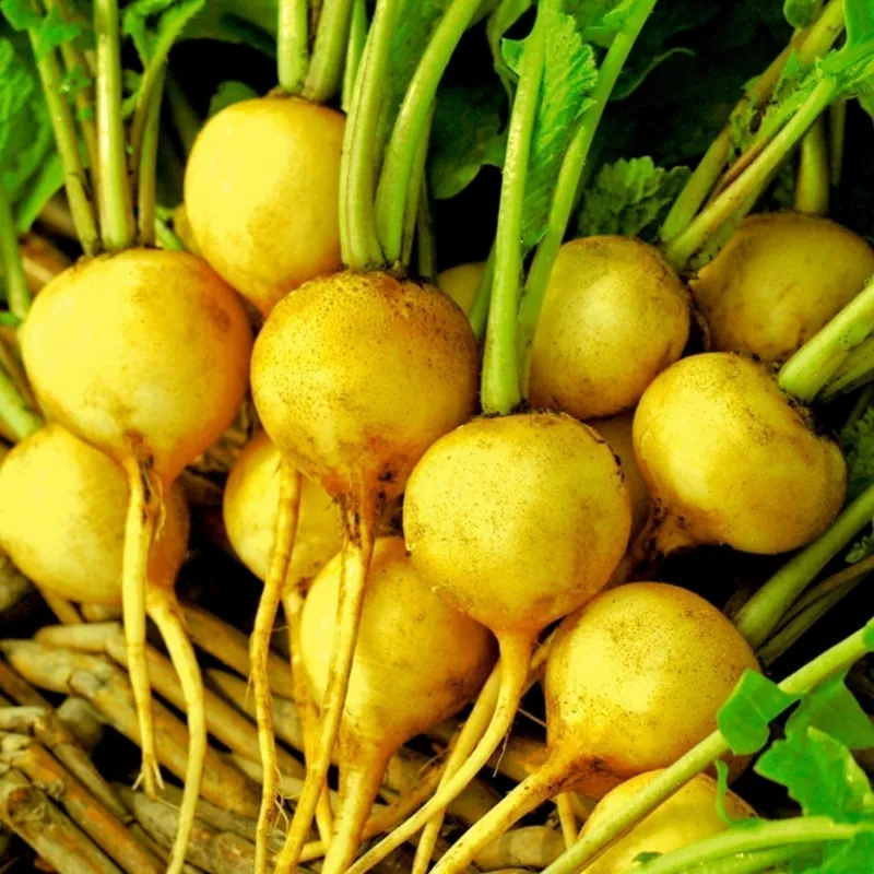 Semi di Ravanello giallo 'Zlata' (Raphanus sativus)