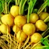 ZLATA Yellow Radish Seeds (Raphanus sativus)