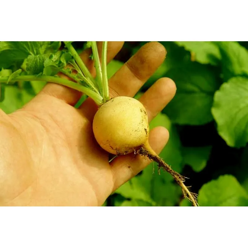 Semi di Ravanello giallo 'Zlata' (Raphanus sativus)