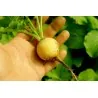 Semi di Ravanello giallo 'Zlata' (Raphanus sativus)