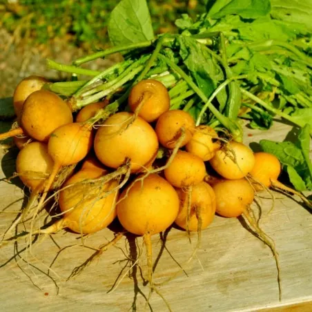 Semillas de Rábano Amarillo Redondo ZLATA