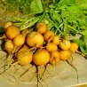 Sementes Rabanete amarelo Zlata (Raphanus sativus)