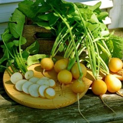Price: €1.95 - Sementes Rabanete amarelo Zlata (Raphanus sativus) - 