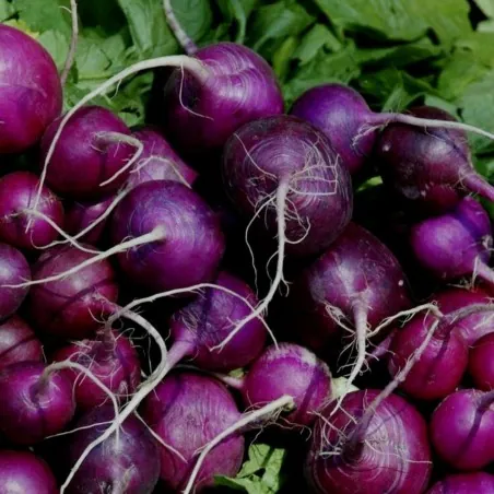 Semillas de Rábano Púrpura Purple Plum