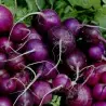 Semillas de Rábano Púrpura Purple Plum