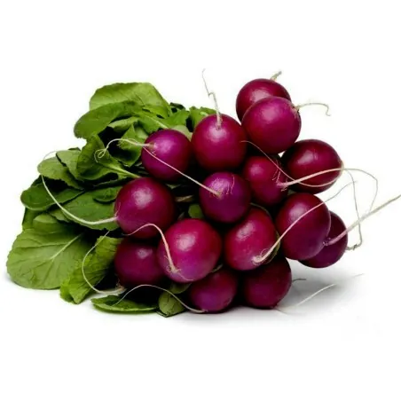 Semillas de Rábano Púrpura Purple Plum