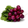 Purple Plum Radieschen Samen