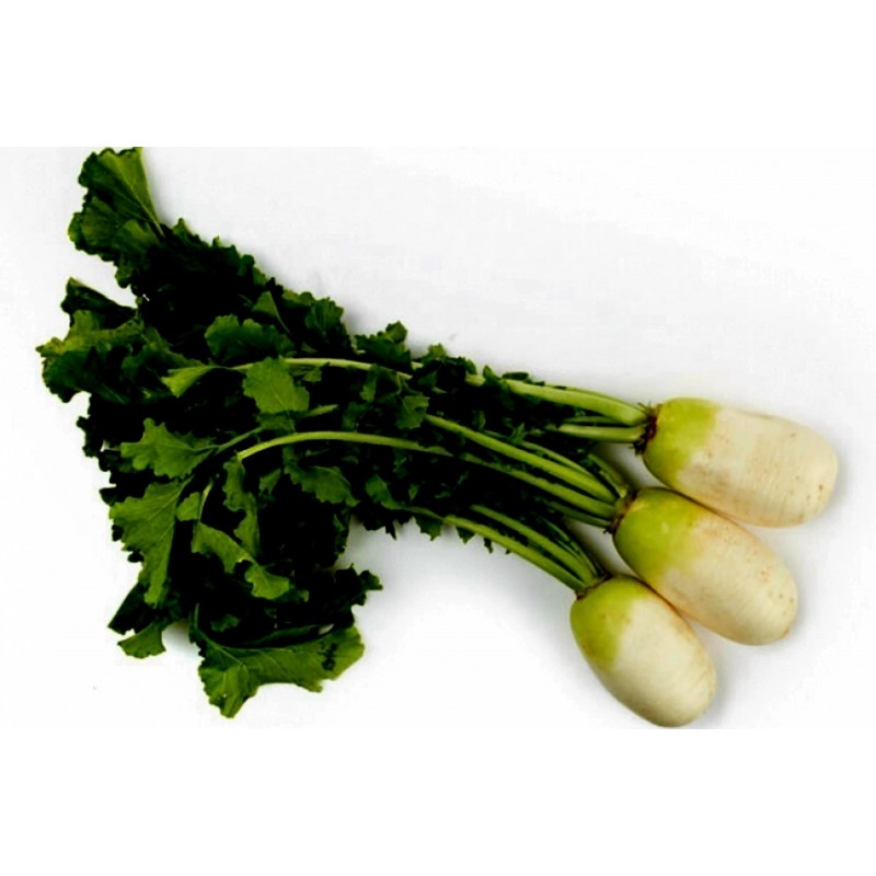Price: €2.45 - Semillas de Rábano Coreano Yeol Moo - Seeds Gallery