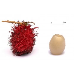 Semillas Rambután (Nephelium lappaceum) Frutas Exóticas