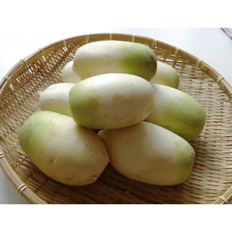 Price: €2.45 - Semillas de Rábano Coreano Yeol Moo - Seeds Gallery