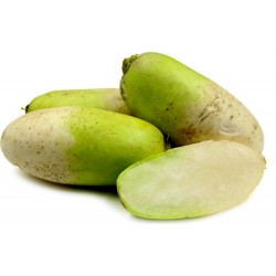 Price: €2.45 - Sementes de Rabanete coreano Yeol Moo - Seeds Gallery