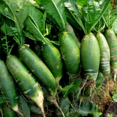 Price: €2.45 - Sementes de Rabanete Verde Chino Luobo -