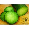 Price: €2.45 - Sementes de Rabanete Verde Chinês Luobo - 