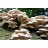 White Oyster Mushroom Mycelium Spores Seeds (Pleurotus cornucopiae)