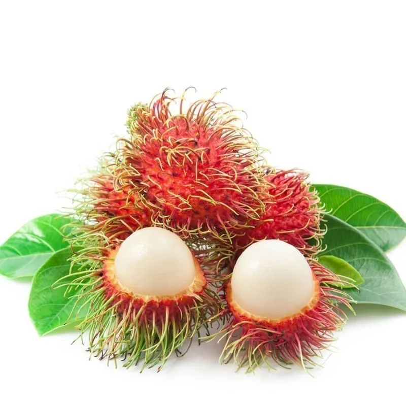 Rambutan Seeds (Nephelium Lappaceum)