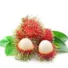 Rambutan Seeds (Nephelium Lappaceum)