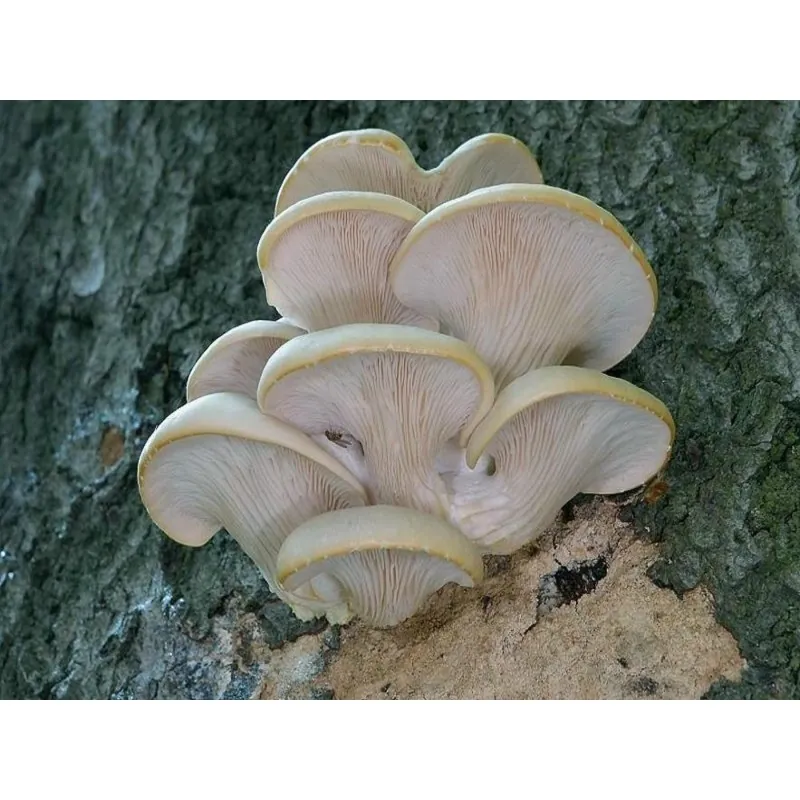 White Oyster Mushroom Mycelium Spores Seeds (Pleurotus cornucopiae)