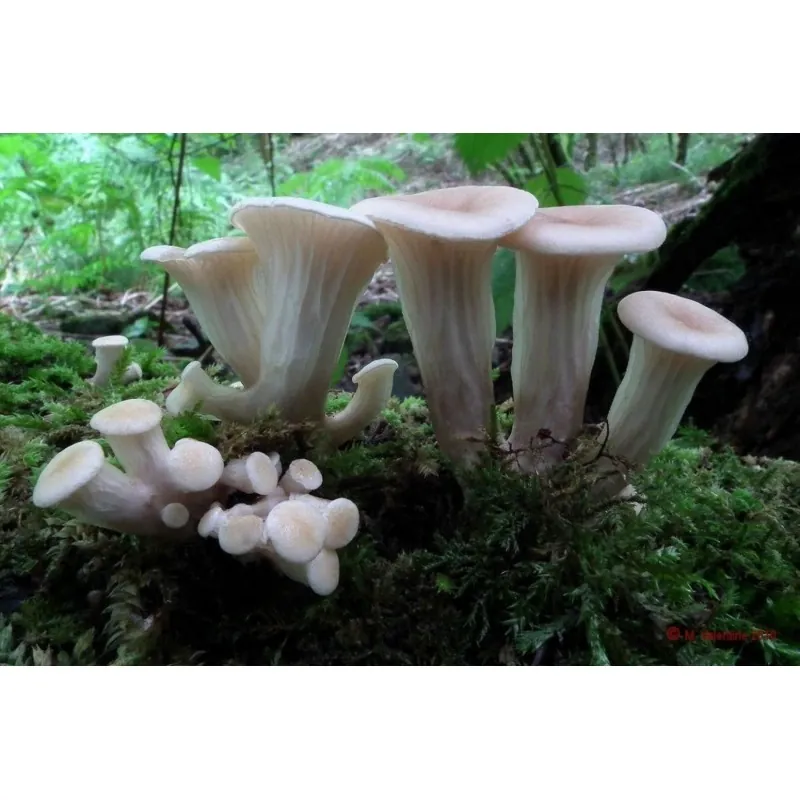 White Oyster Mushroom Mycelium Spores Seeds (Pleurotus cornucopiae)