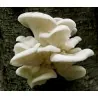 White Oyster Mushroom Mycelium Spores Seeds (Pleurotus cornucopiae)