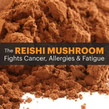 Sementes, Micélio de Reishi, Cogumelo da Imortalidade (Ganoderma lucidum)