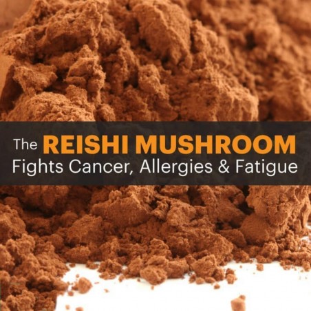 Svamp Av Odödlighet, Lackticka, Reishi Svamp, Mycel, Frön (Ganoderma lucidum) | 5,00 €