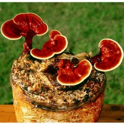 Semillas - Micelio De Seta de la inmortalidad “Pipa” (Ganoderma lucidum)