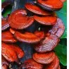 Graines - Mycélium de Reishi - Ganoderme Luisant (Ganoderma lucidum)