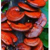 Svamp Av Odödlighet, Lackticka, Reishi Svamp, Mycel, Frön (Ganoderma lucidum) | 5,00 €