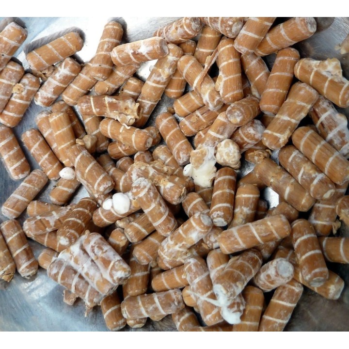 Lingzhi, Reishi Mushroom, Dowels, Mycelium, Spores, Seeds - 4.5