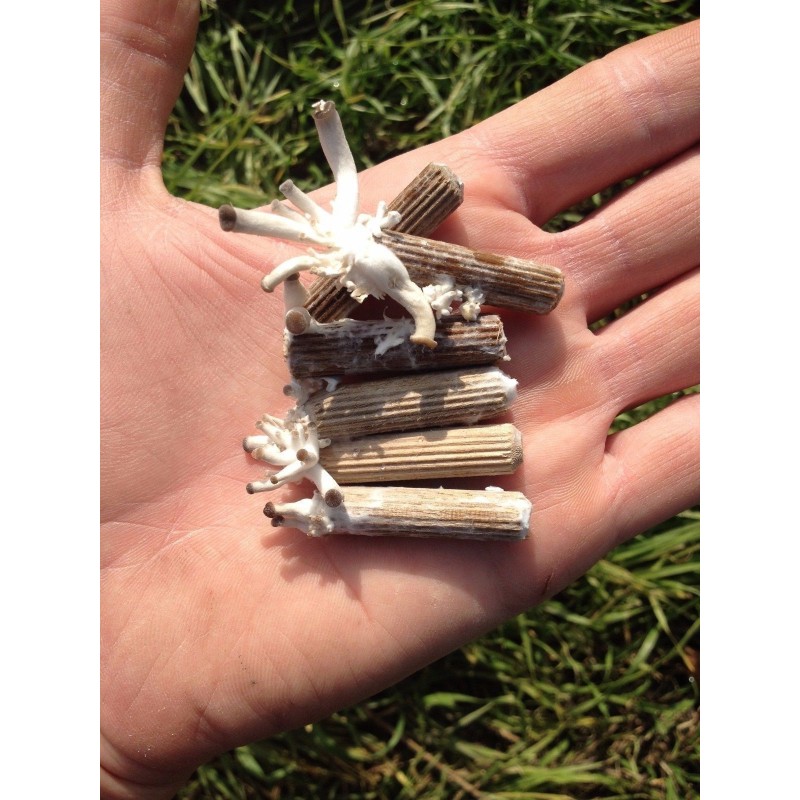 Svamp Av Odödlighet, Lackticka, Reishi Svamp, Mycel, Frön (Ganoderma lucidum) | 5,00 €