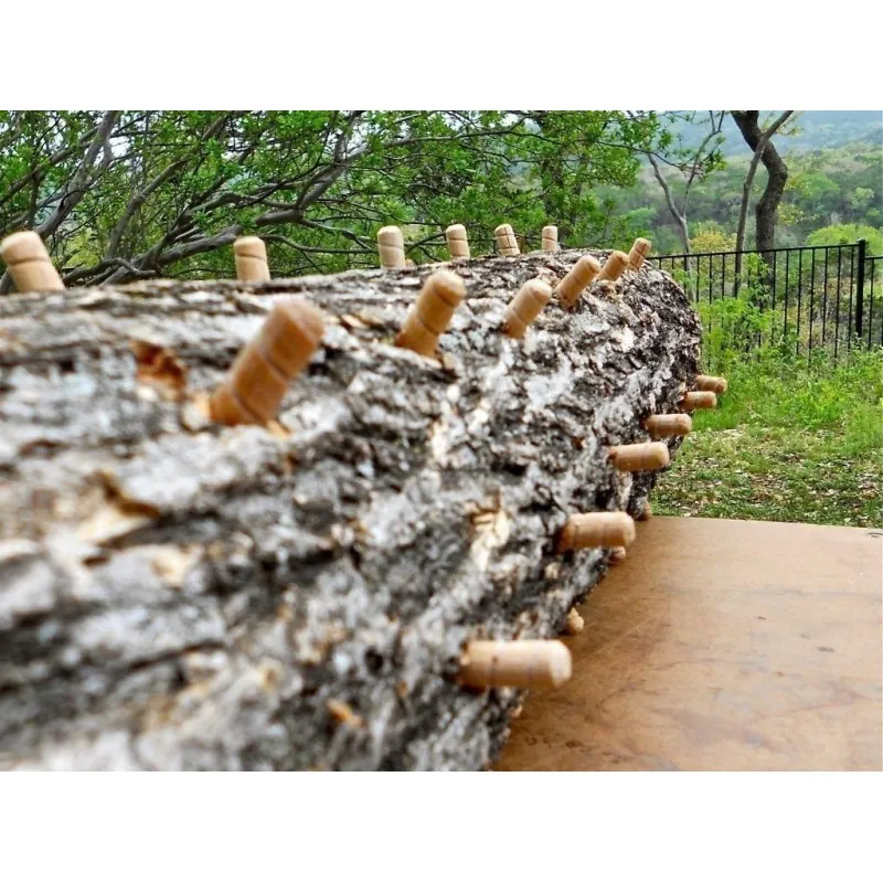 Semillas, Micelio de Seta de la inmortalidad “Pipa” (Ganoderma lucidum)